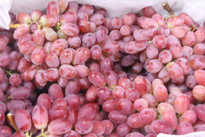 无籽红提.jpg 无籽红提.jpg